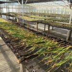 RGA ALIMENTOS COSECHÓ AJOS VIOLETAS POR PRIMERA VEZ EN TIERRA DEL FUEGO